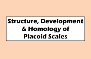 Structure, Development & Homology of Placoid Scales | Shark | Scoliodon