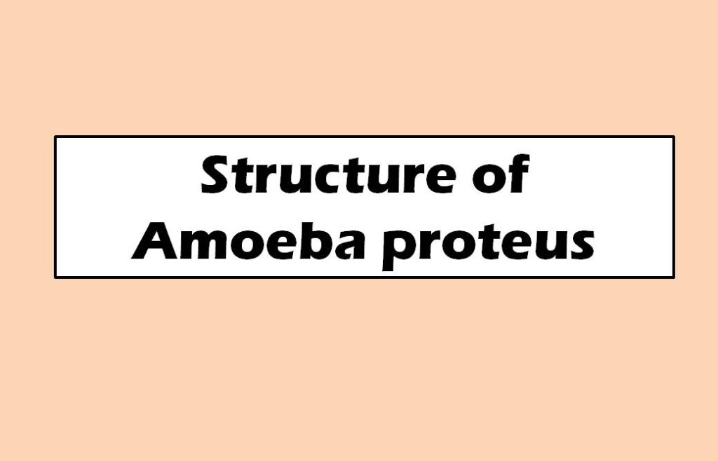 Structure And Diagram Of Amoeba Proteus Swarborno 6932