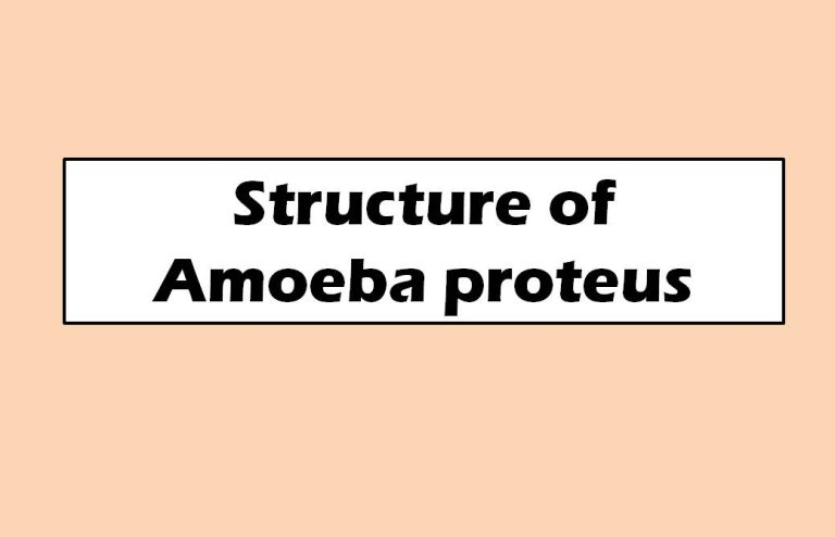 Structure of Amoeba proteus