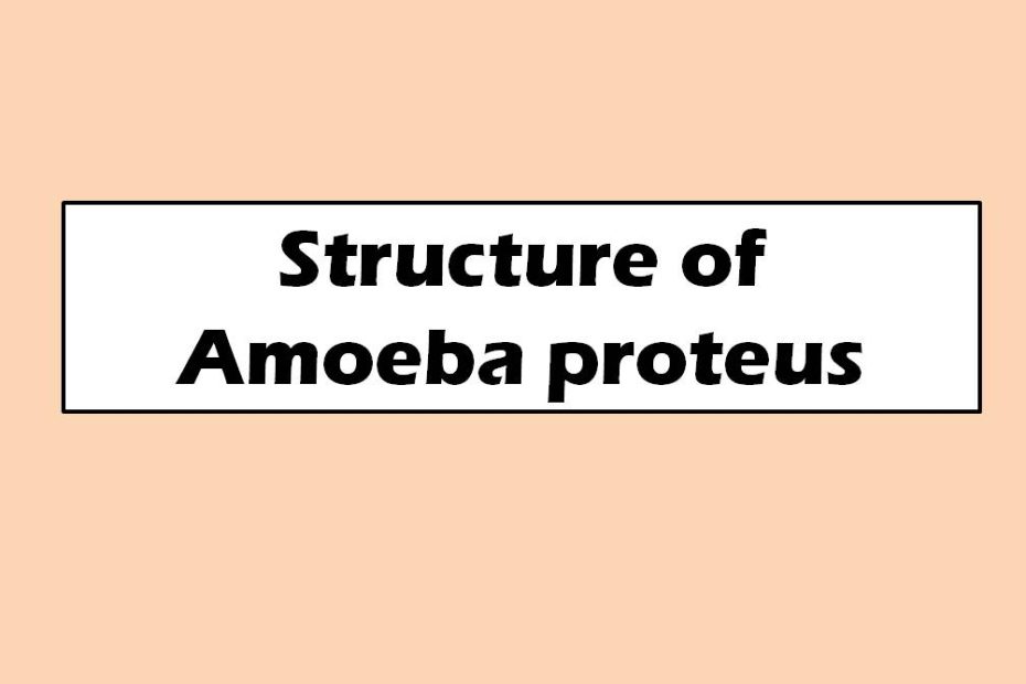 Structure of Amoeba proteus