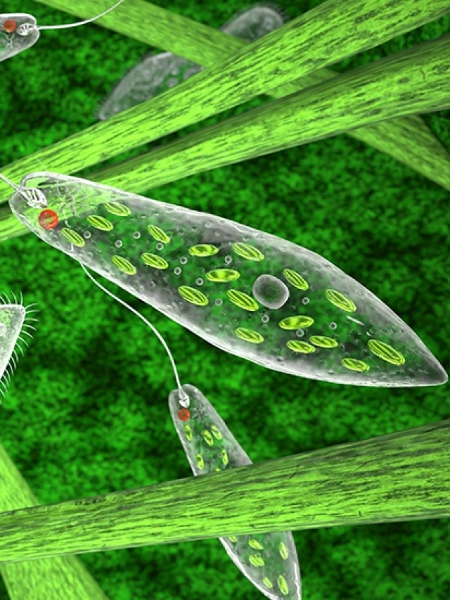 Euglena is an animalcule which can produce its own food.