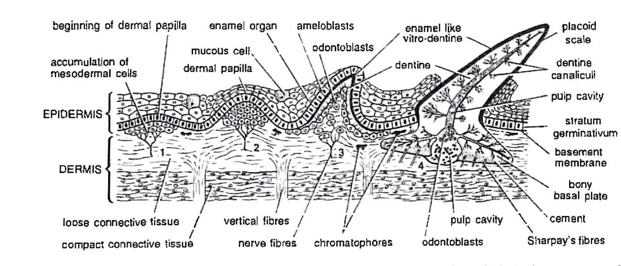 development of placoid scale