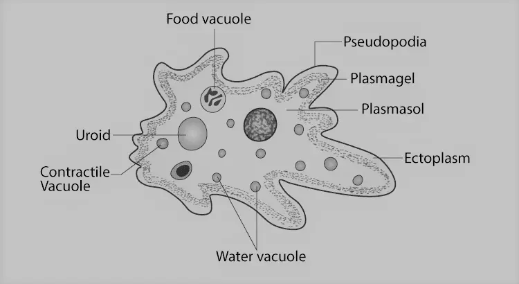 structure of amoeba proteus