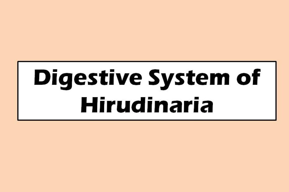 Digestive System of Hirudinaria