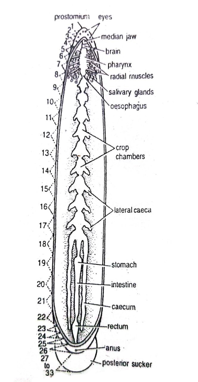 Digestive System of Hirudinaria leech