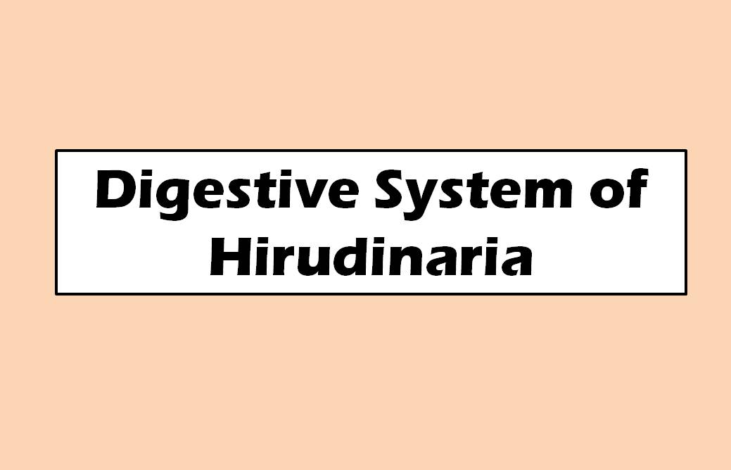 Digestive System of Hirudinaria