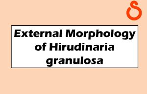 External Morphology of Hirudinaria granulosa
