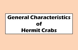 General Characteristics of Hermit Crabs
