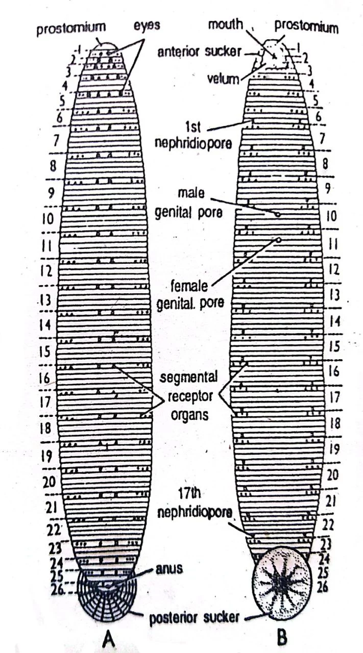 Hirudinaria granulosa leech labeled diagram
