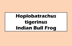 Hoplobatrachus tigerinus Rana tigrina Indian Bull Frog