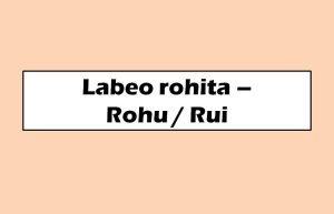Labeo rohita Rohu Rui