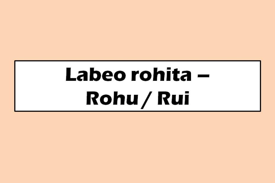 Labeo rohita Rohu Rui