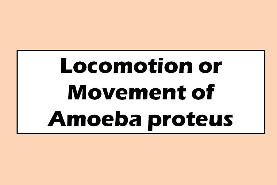 Locomotion or Movement of Amoeba proteus