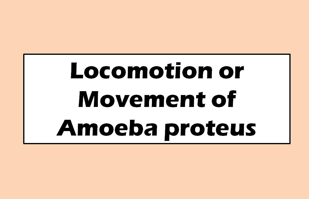 Locomotion or Movement of Amoeba proteus