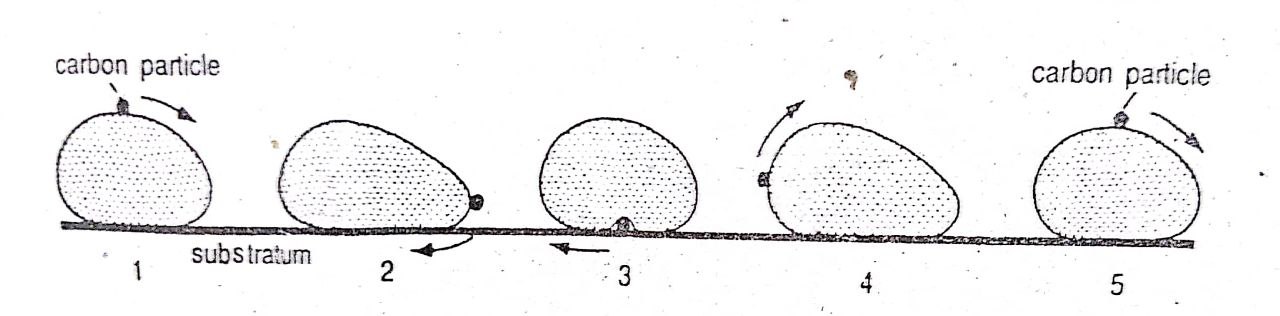 Rolling movement theory of amoeba