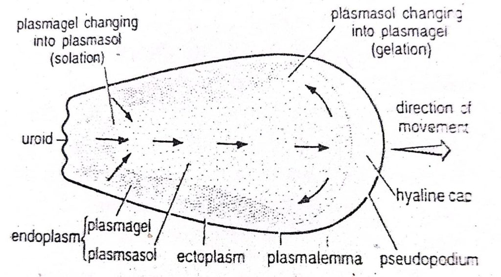 Locomotion or Movement of Amoeba proteus | Diagram - Swarborno