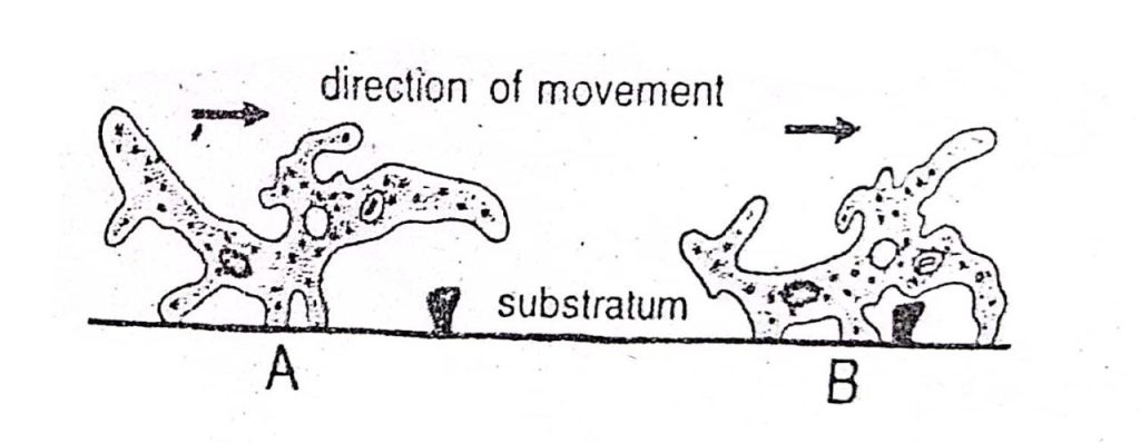 Locomotion Or Movement Of Amoeba Proteus | Diagram - Swarborno