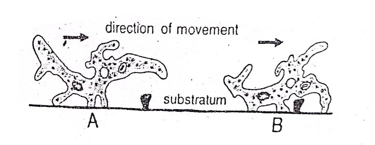 Walking movement theory of amoeba