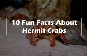 10 Fun Facts About Hermit Crabs
