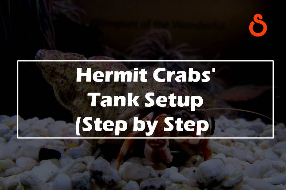 Hermit Crabs' Tank Setup (Step by Step)
