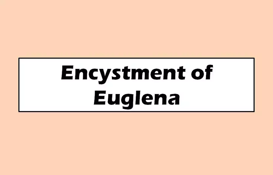 Encystment of Euglena