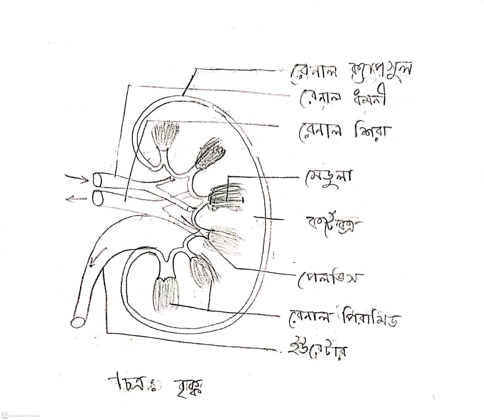 Kidney labelled diagram