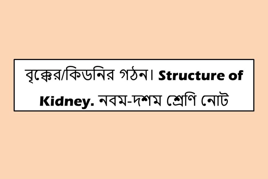 বৃক্কের/কিডনির গঠন। Structure of Kidney. নবম-দশম শ্রেণি নোট।