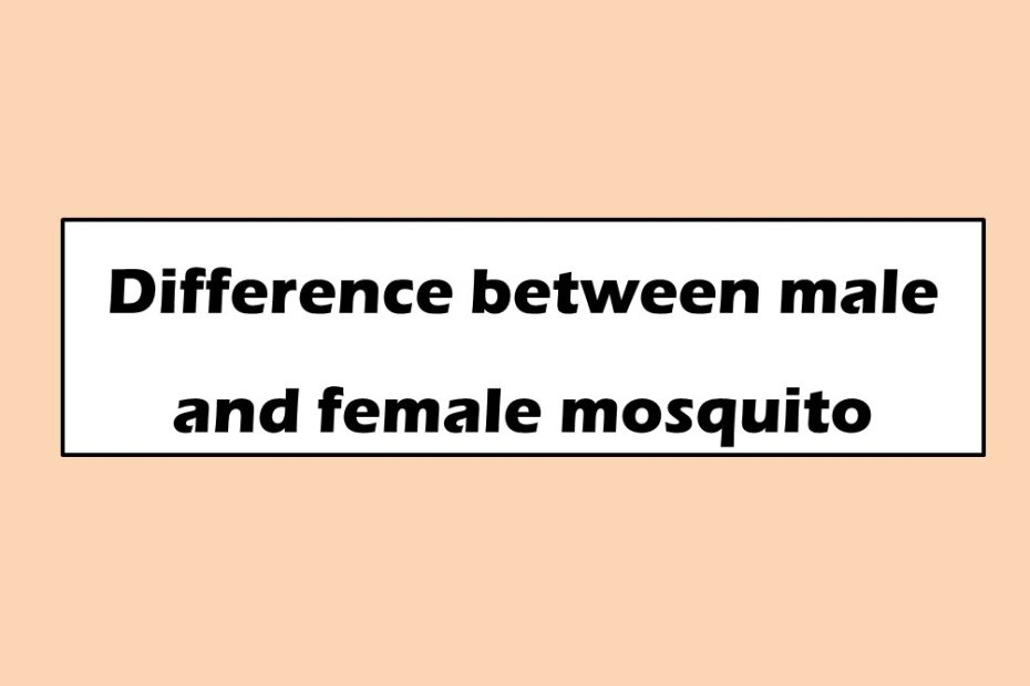 Difference between male and female mosquito