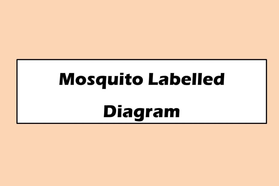 Morphology of Mosquito | Labelled Diagram