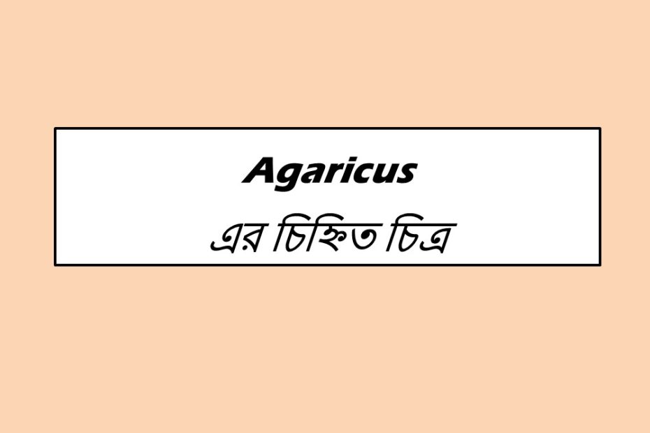 Agaricus এর চিহ্নিত চিত্র