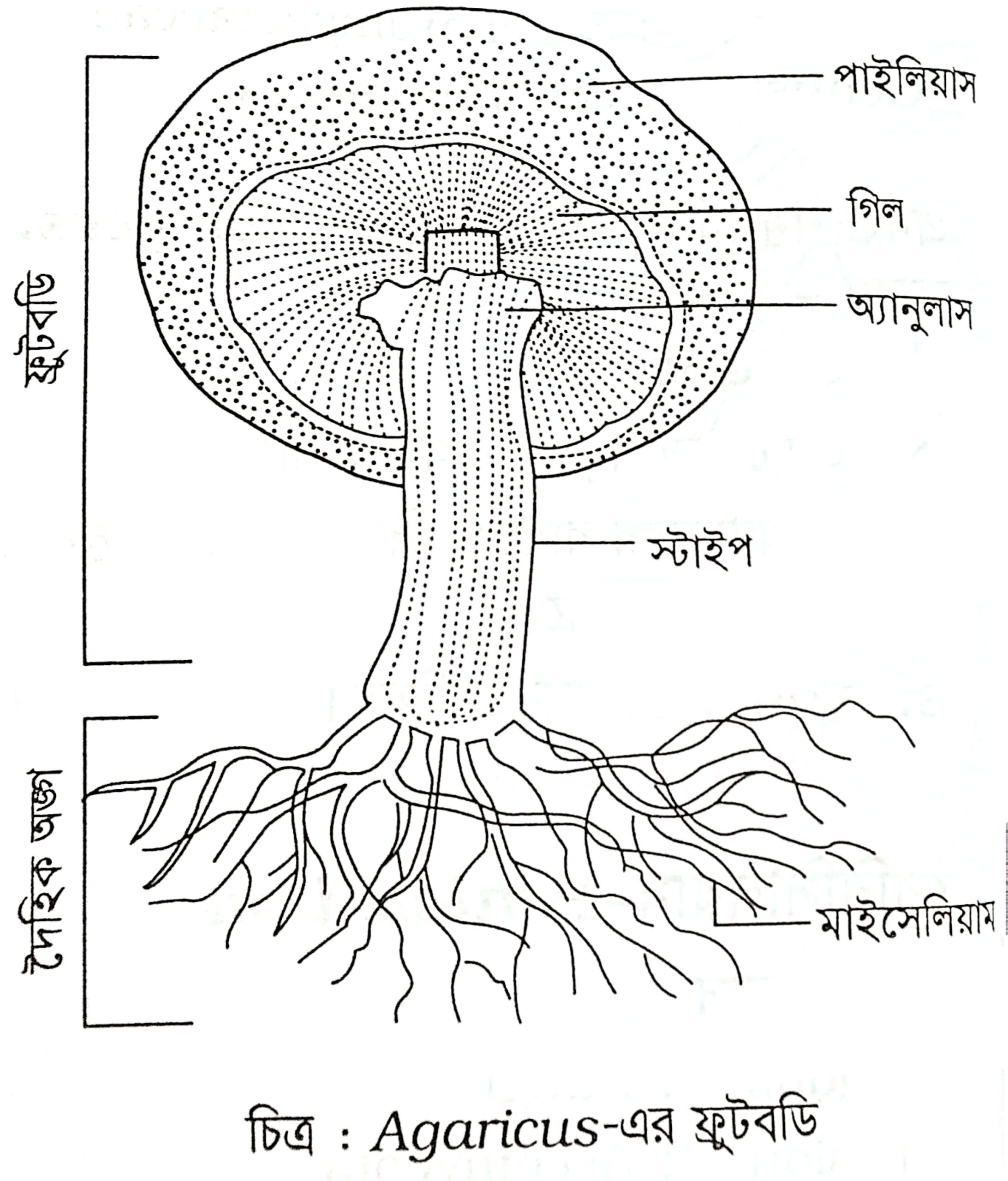 Agaricus er chinhito chitro