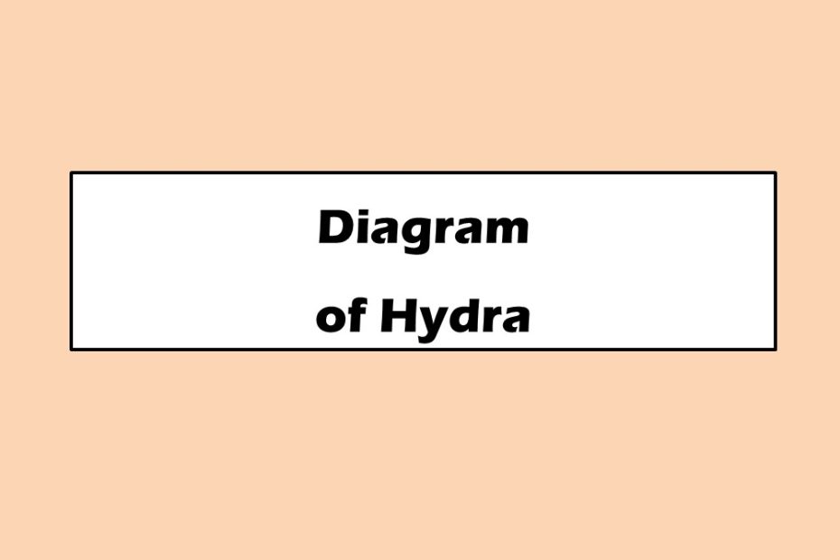 Diagram of Hydra