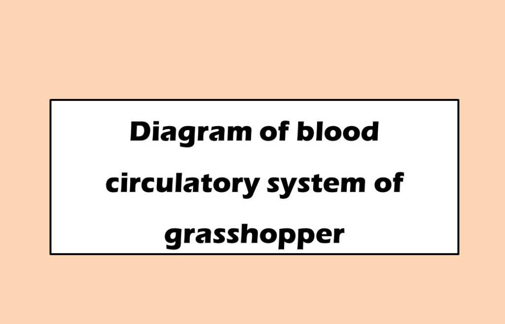 Diagram of blood circulatory system of grasshopper