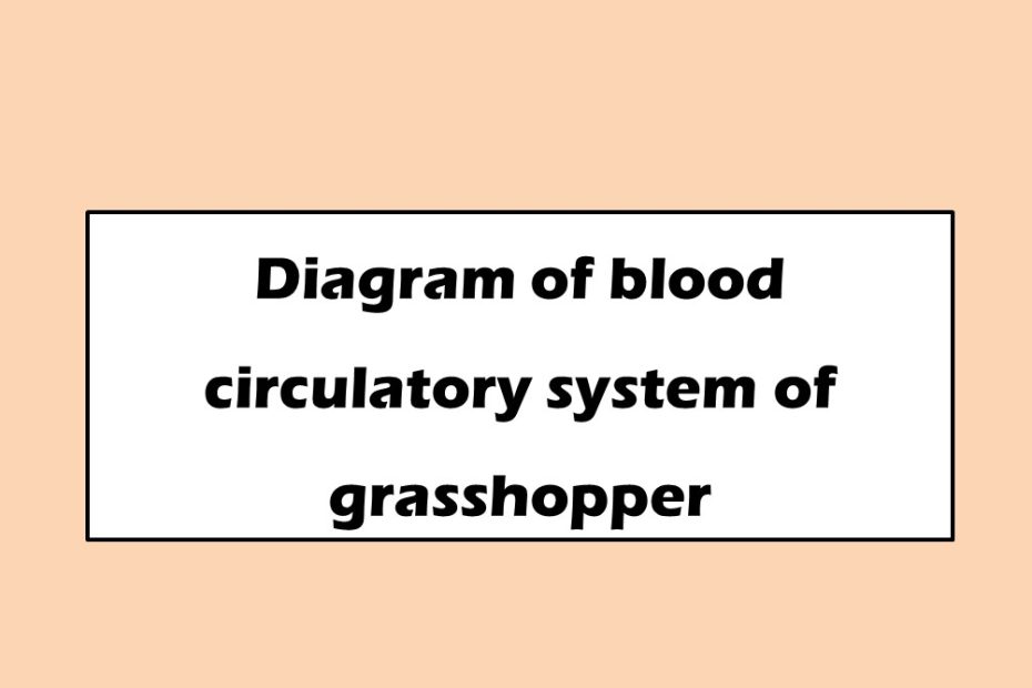 Diagram of blood circulatory system of grasshopper