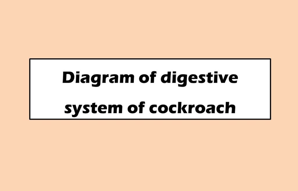 Diagram of digestive system of cockroach