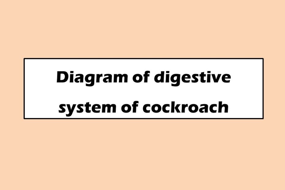 Diagram of digestive system of cockroach