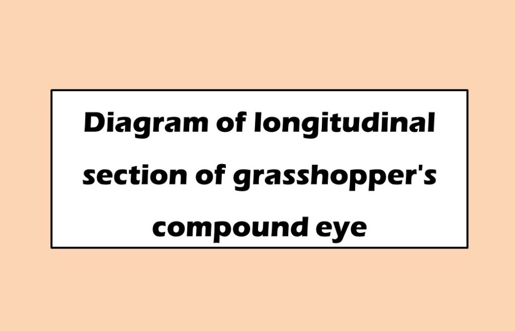 Diagram of longitudinal section of grasshopper's compound eye