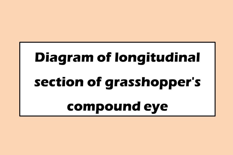 Diagram of longitudinal section of grasshopper's compound eye