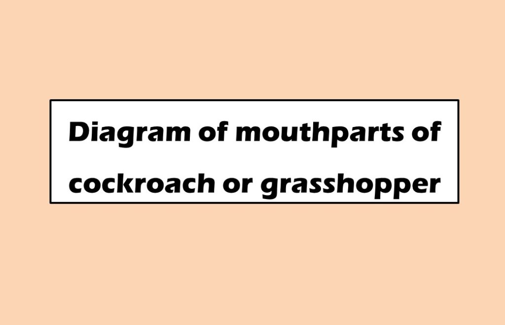Diagram of mouthparts of cockroach or grasshopper