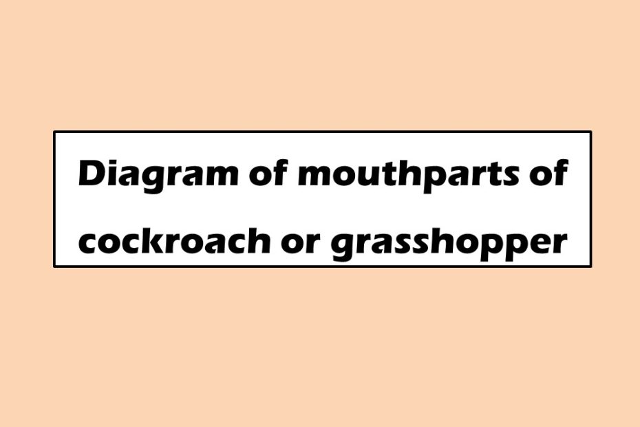 Diagram of mouthparts of cockroach or grasshopper