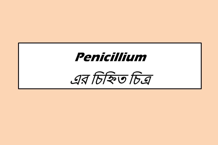 Penicillium এর চিহ্নিত চিত্র