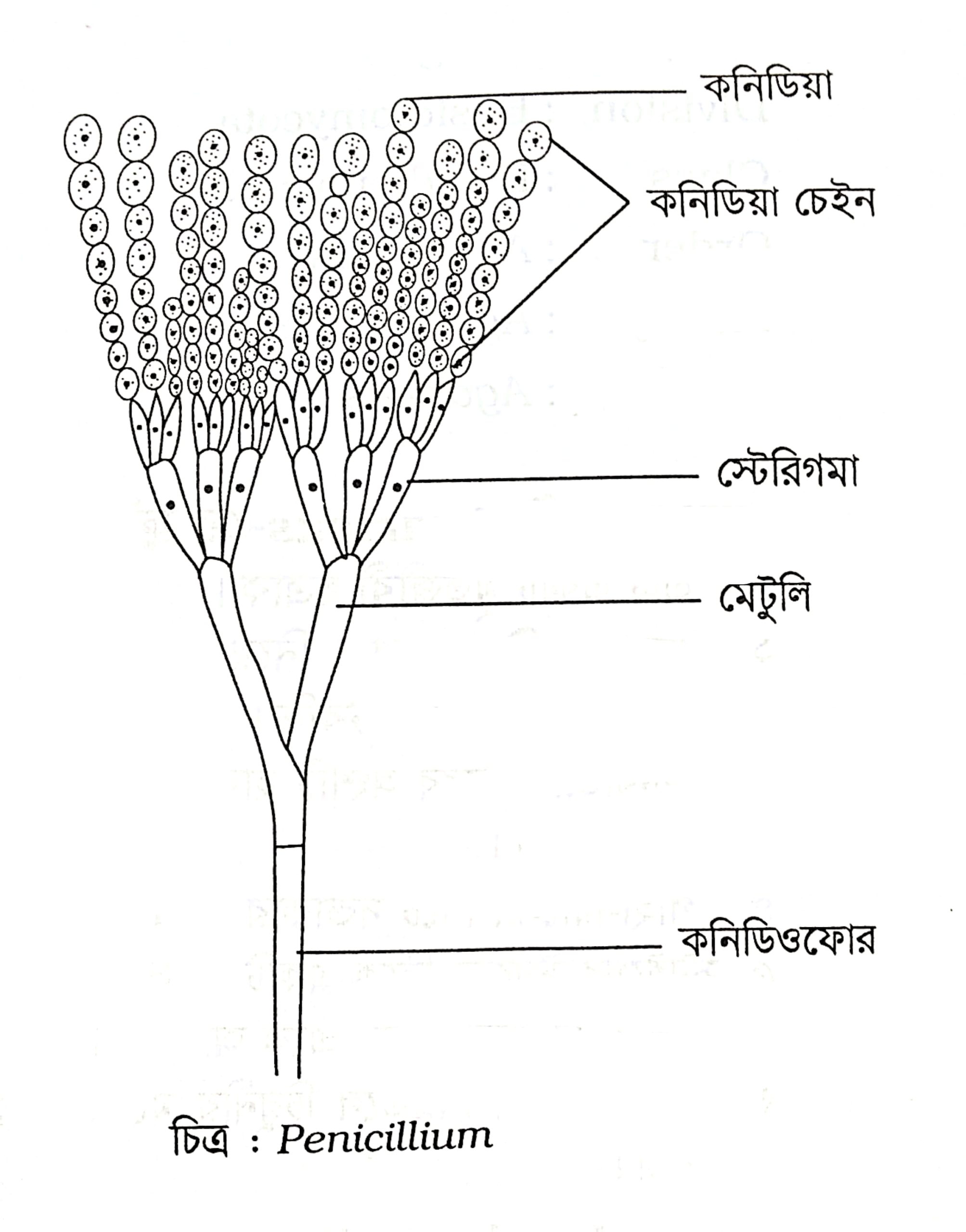Penicillium er chinhito chitro