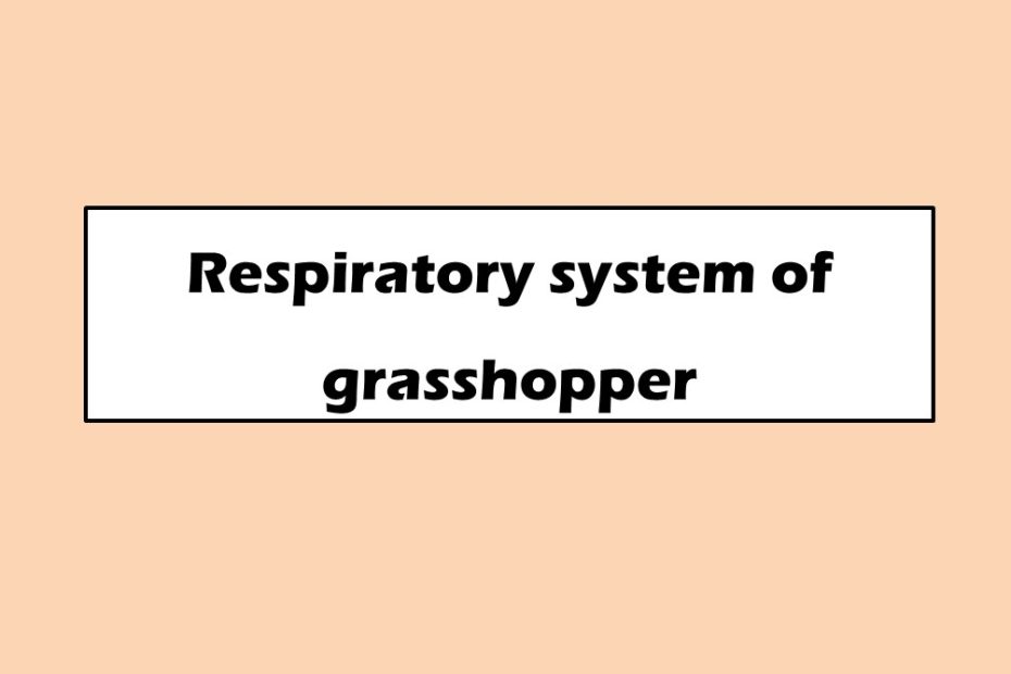 Respiratory system of grasshopper