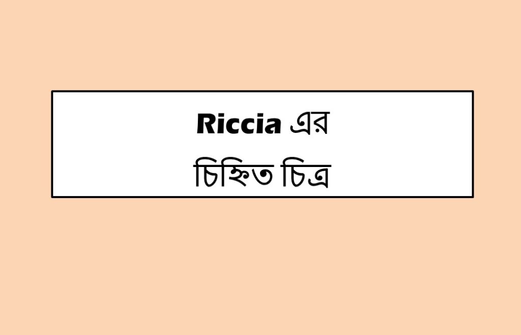 Riccia এর চিহ্নিত চিত্র