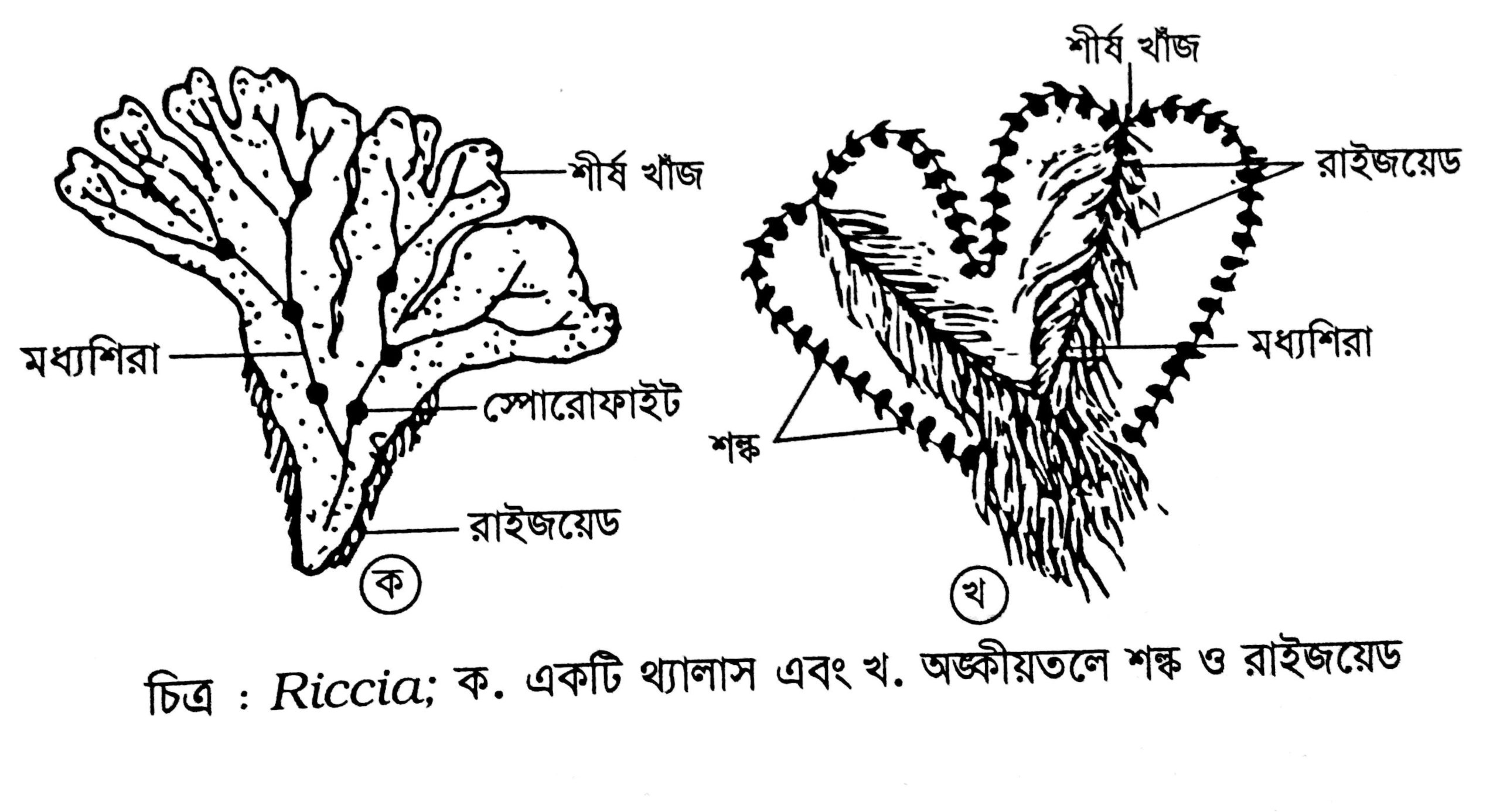 Riccia এর চিহ্নিত চিত্র