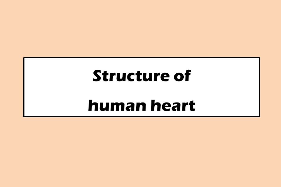 Structure of human heart