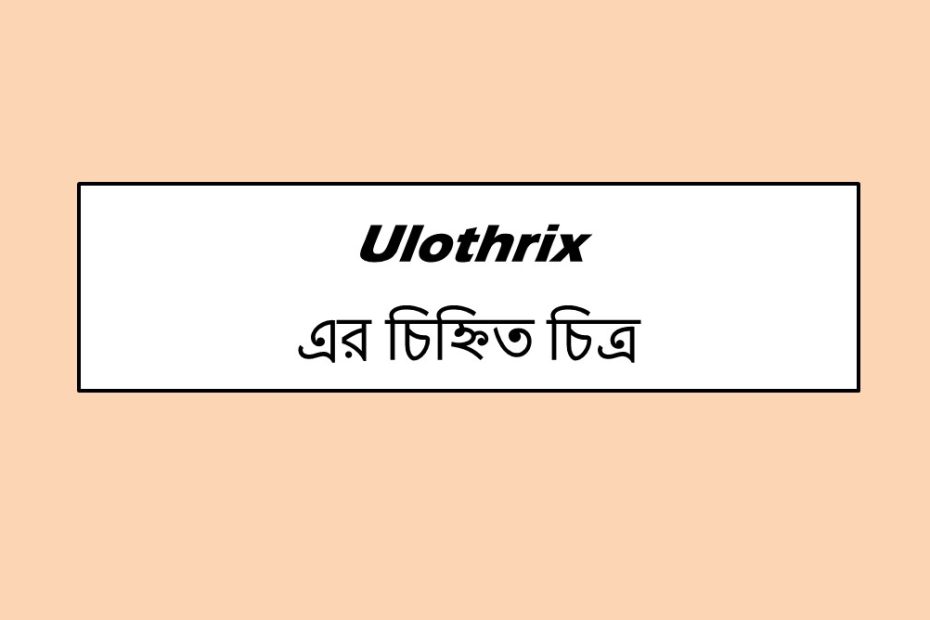 Ulothrix এর চিহ্নিত চিত্র