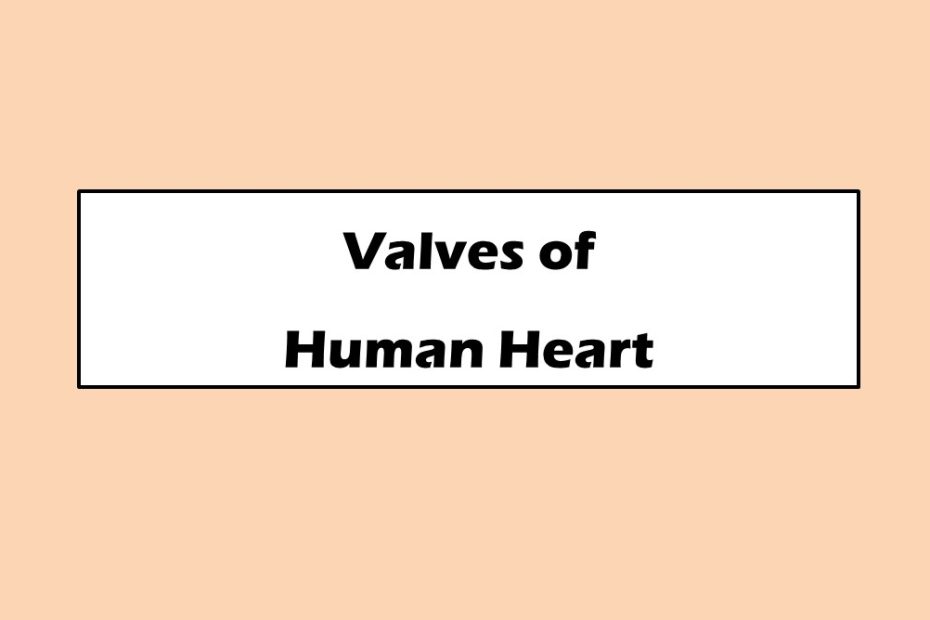 Valves of Human Heart
