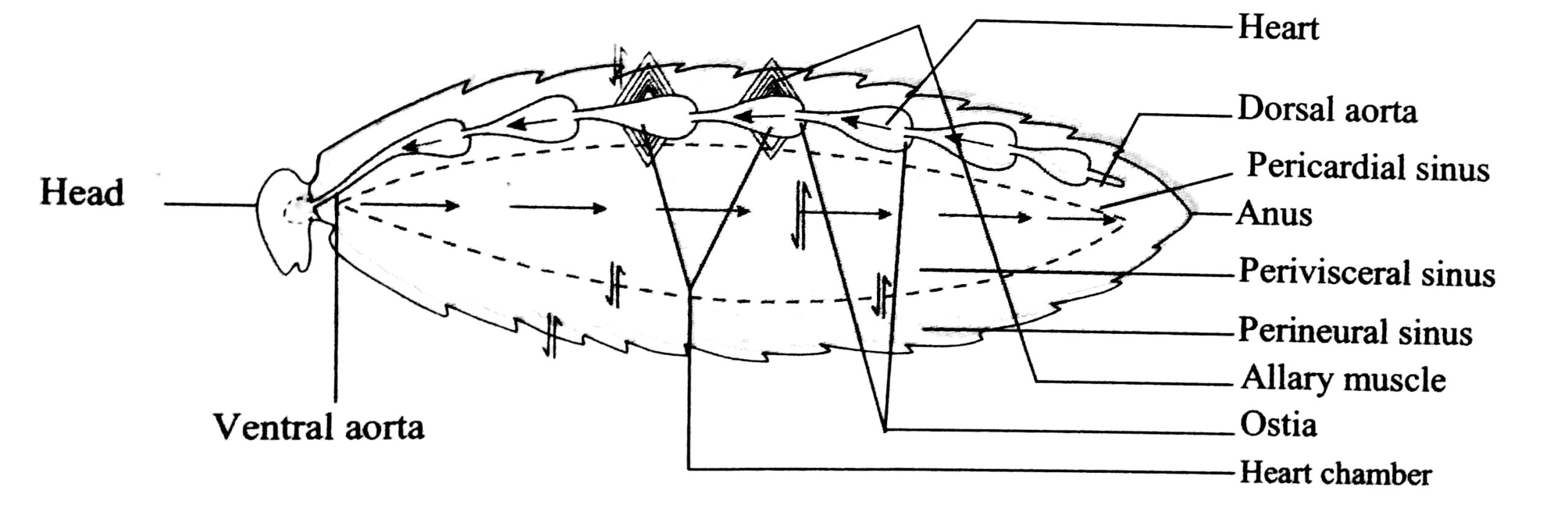 diagram-of-blood-circulatory-system-of-grasshopper