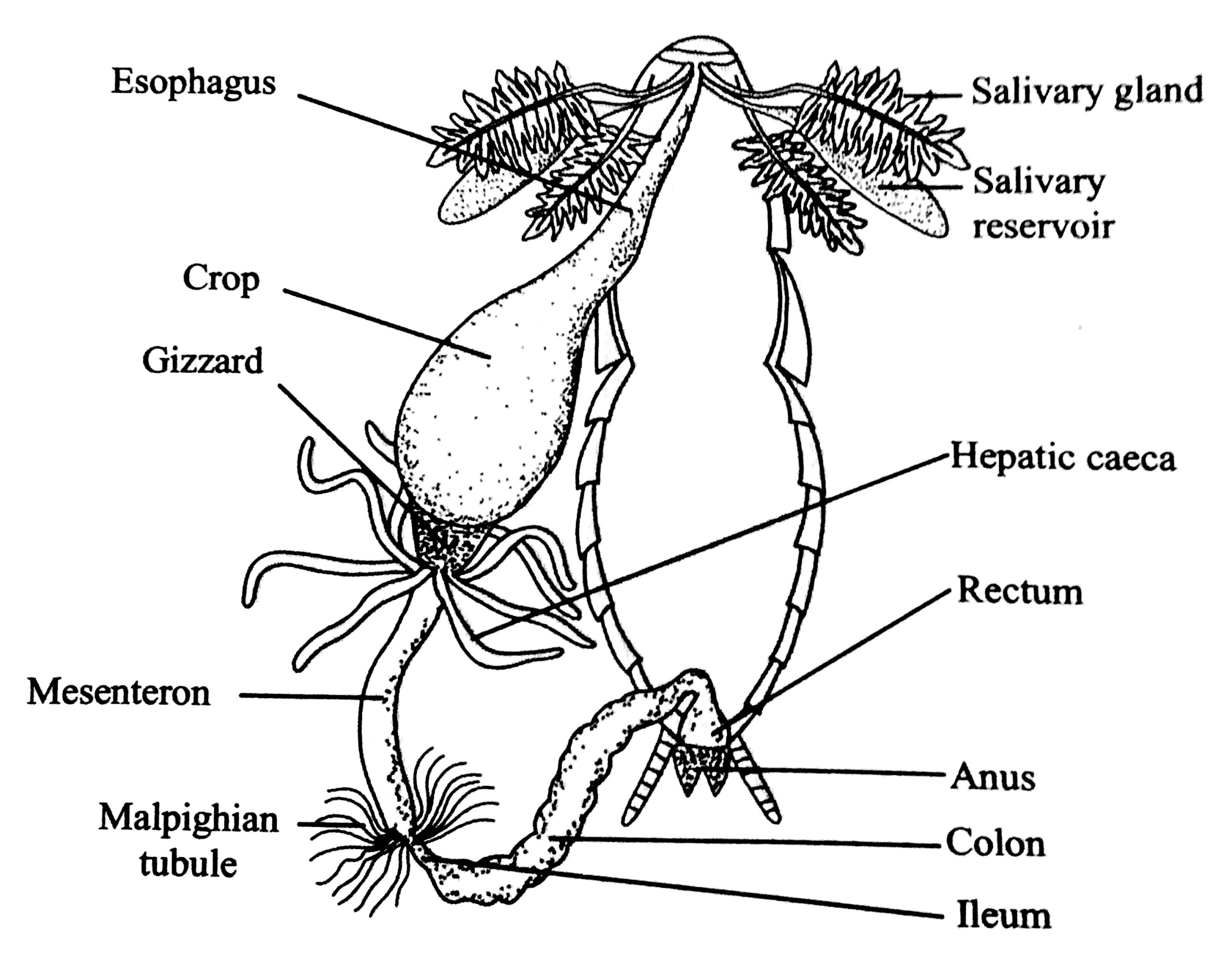 diagram-of-digestive-system-of-cockroach